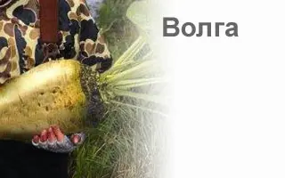 Волга