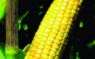 АРИОЛЬ / AURIOL