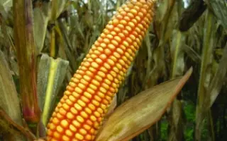 АРАБИКА / ARABICA