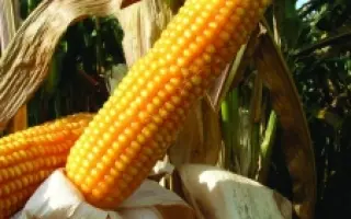 Мас 20.Ф / Mas 20.F