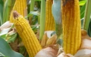  АМЕЛИОР / AMELIOR