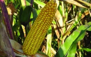 Maс 24.а / Mas 24.A