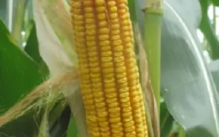 Мас 33.А / Mas 33.A