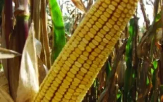 САНГРИЯ / SANGRIA