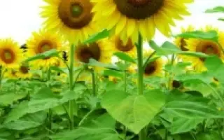  Мас 91.А / Mas 91.A