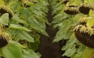 Мас 92.B / Mas 92.B