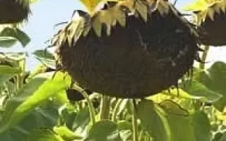 Мас 96.А / Mas 96.A