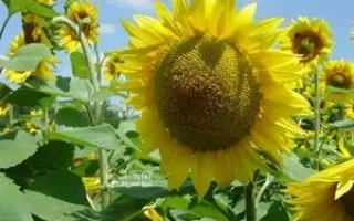  МИЛОНГА / MILONGA