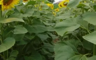 Мас 94.C / Mas 94.C