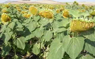 Мас 97.А / Mas 97.A