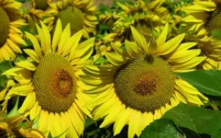 Мас 95.ІР / Mas 95.IR