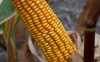 Агральп 200 / Agralp 200