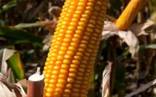 Агральп 260 / Agralp 260