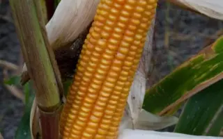 Амальди / Amaldi