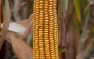 Гримальди / Grimaldi