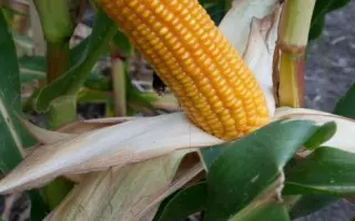 Пан 240 / Pan 240