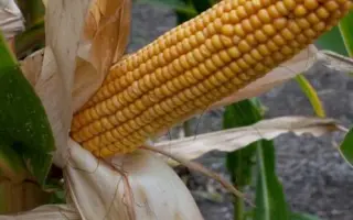 Пан 350 / Pan 350