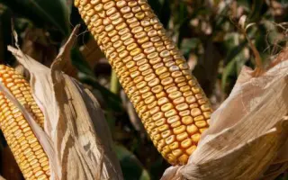 Пеларко / Pelarco