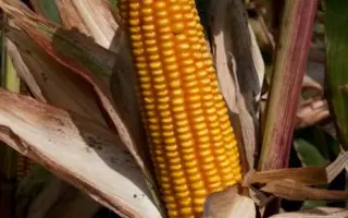 Правор / Pravor