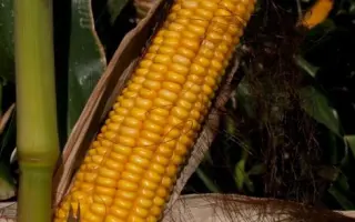 Тактик / Tactik