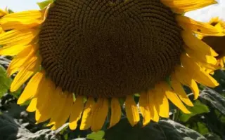 Пан 901 / Pan 901