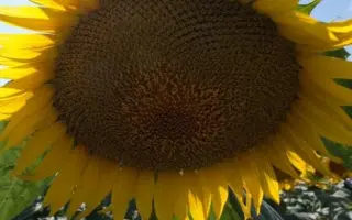 Дамия ЦС / Damia CS