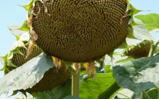 Флодик / Flodik