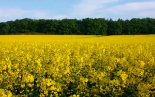 ТРУДИ F1 / TRUDIE F1