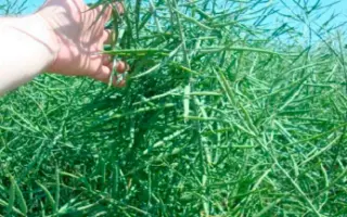 ГИКОЛОР F1 / HYCOLOR F1