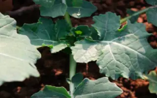 ГЕРДИ F1 / GERDIE F1