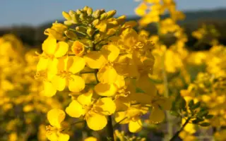 ВЕНДИ F1 / WENDIE F1