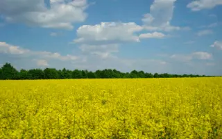 ХАРДИ F1 / HARDIE F1