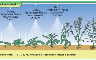 Нутривант Плюс Масличный