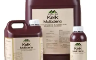 Келик Молибден