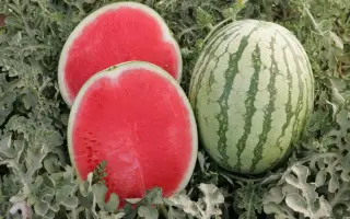 Бостон F1 / Boston F1