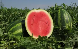 Монтана F1 / Montana F1