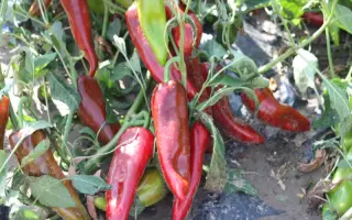 Самандер F1 / Samander F1