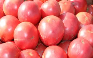 Тарпан F1 / Tarpan F1