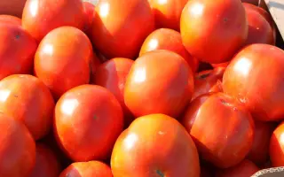 Шеди Леди F1 / Shady Lady F1