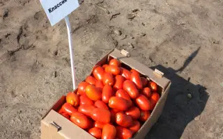 Классик F1 / Classic F1