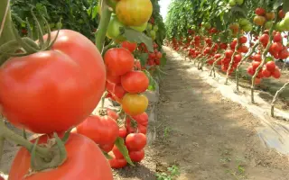 Аксиома F1 / Axiom F1