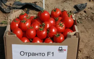 Отранто F1 / Otranto F1