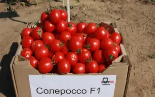 Солероссо F1 / Solerosso F1