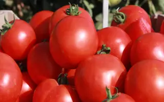 Скиф F1 / Skiff F1