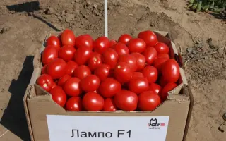 Лампо F1 / Lampo F1