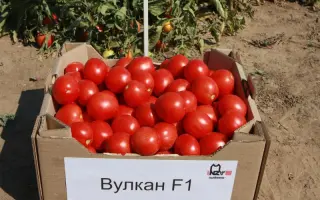 Вулкан F1 / Vulcan F1