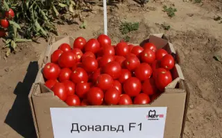 Дональд F1 / Donald F1