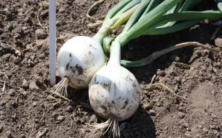 Комета F1 / Cometa F1