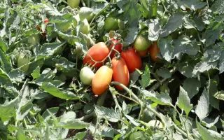 Инкас F1 / Incas F1