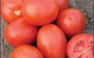 Адванс F1 / Advance F1